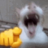 Cat Meme Laughing Gif GIF - Cat Meme Laughing Gif Lol GIFs