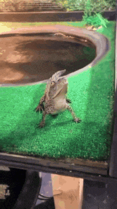 a lizard is standing on a green mat next to a pool .