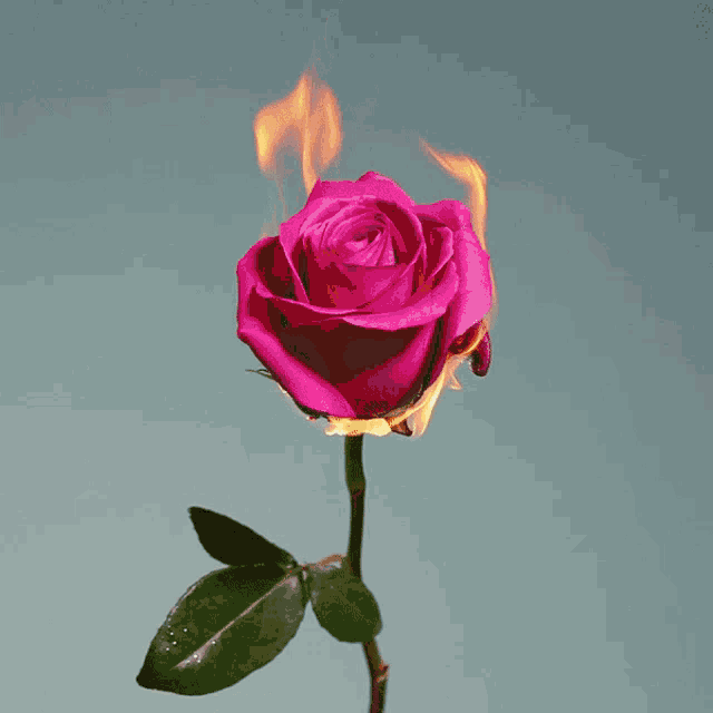 a pink rose is on fire with flames coming out of the center