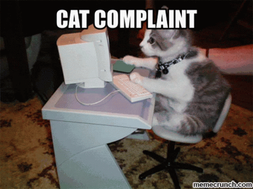 Cat Complaint Kitty GIF - Cat Complaint Kitty Cat GIFs