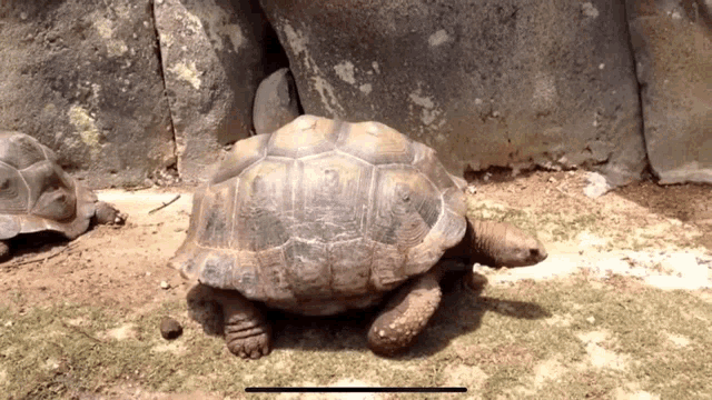 two turtles are standing next to each other on a dirt ground