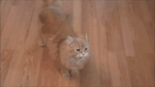 What? Oh! I'M Dead GIF - Lolcat Audio Playingdead GIFs