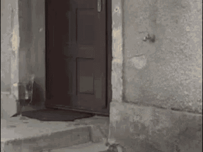 Dog Doorbell GIF - Dog Doorbell GIFs