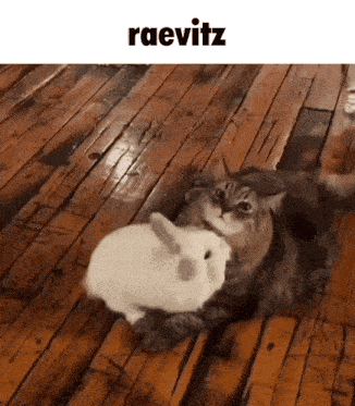 a cat is playing with a white rabbit on a wooden floor with the caption raevitz