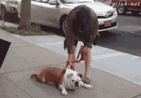 a man is petting a dog on the sidewalk