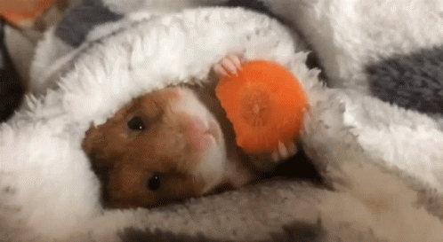 Hamster Carrot GIF - Hamster Carrot Eat GIFs