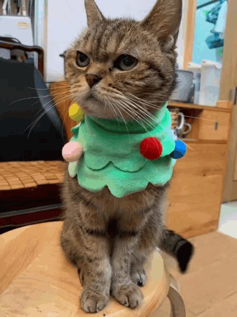 a cat wearing a christmas tree scarf sits on a wooden stool