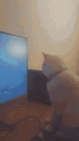 a cat sits in front of a computer monitor
