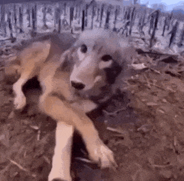 a dog that looks like a wolf is laying on the ground in a field .