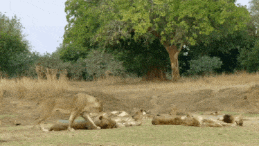 Lion Lioness GIF - Lion Lioness African Lion GIFs