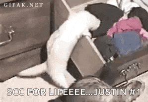 a white cat is standing next to a suitcase filled with clothes .