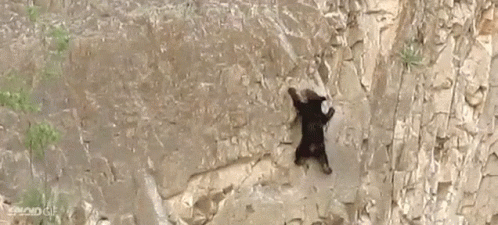 Bear Scaling Mountain GIF - Mountain Climb Climbing GIFs