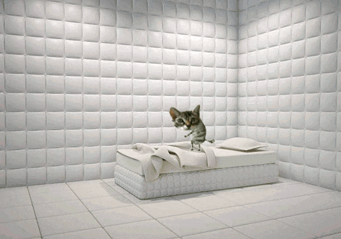 a cat is standing on a bed in a room with white tiles
