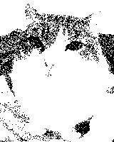 a black and white image of a cat with a white spot on its head