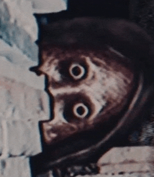 a close up of a bat 's face with big eyes looking at the camera .