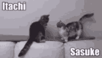 two cats , itachi and sasuke , are playing on a couch and looking at each other .