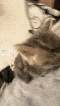 a close up of a cat laying on a bed with a tiktok watermark