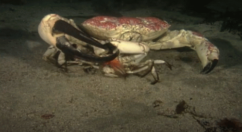 Involuntary Armrest GIF - Ocean Nature Crabs GIFs