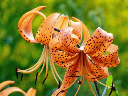 Tiger Lily GIF - Tiger Lily GIFs