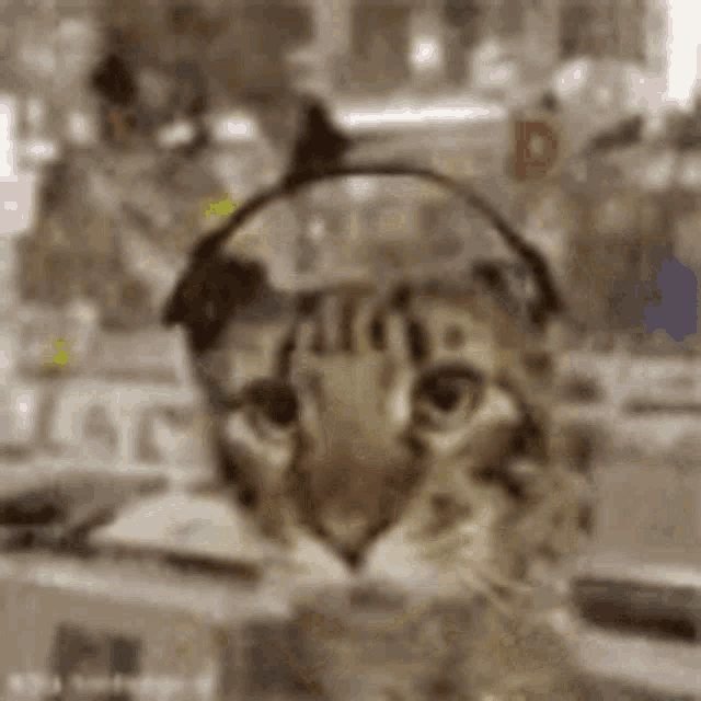 a close up of a cat wearing headphones looking at the camera