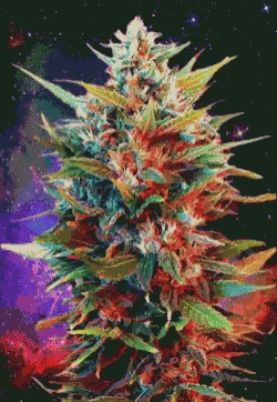 Weed Marijuana GIF - Weed Marijuana GIFs