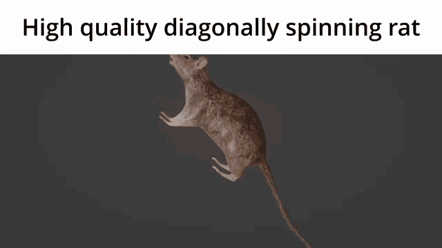 High Quality Diagonally Spinning Rat Rat GIF - High Quality Diagonally Spinning Rat Spinning Rat Rat GIFs