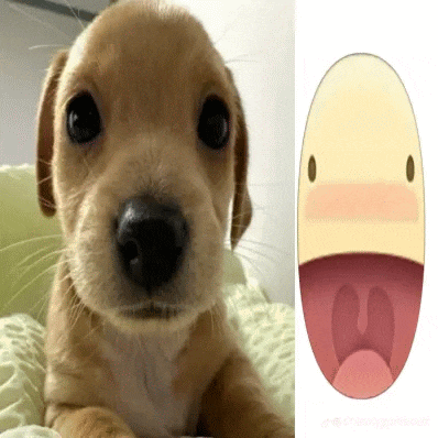a picture of a puppy next to a picture of a puppy 's mouth open