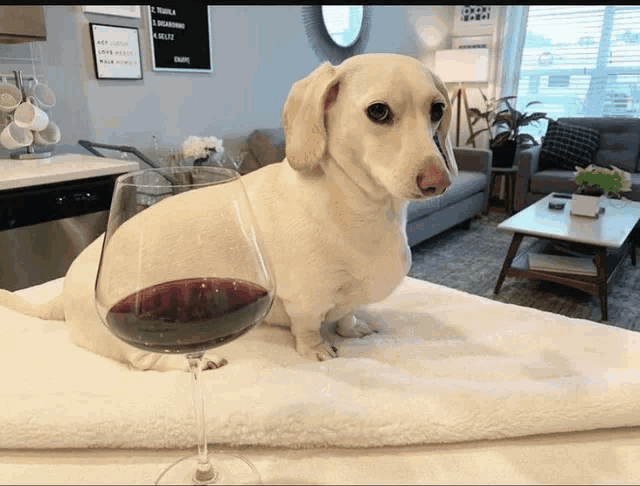 a dachshund is sitting next to a glass of wine