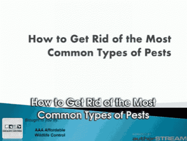 a poster that says how to get rid of the most common types of pests on it