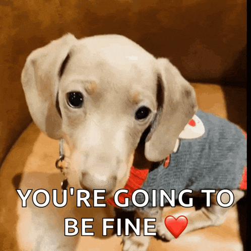 a dachshund wearing a sweater with the words " you 're going to be fine " below it
