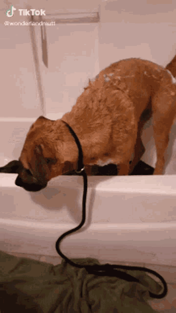 Sad Dog Bath Sad Bath GIF - Sad Dog Bath Sad Bath Sad Dog GIFs