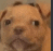 a close up of a brown dog looking at the camera .