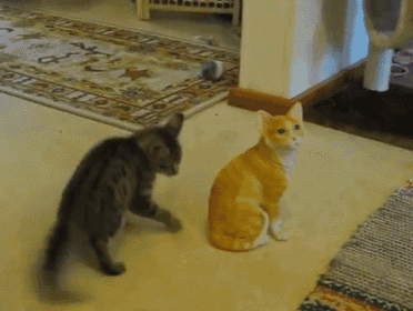 Why Won'T You Play With Me? GIF - Kitten Cat Kitty GIFs