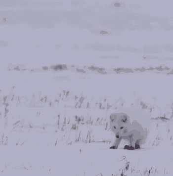 Arctic Fox GIF - Arctic Fox GIFs