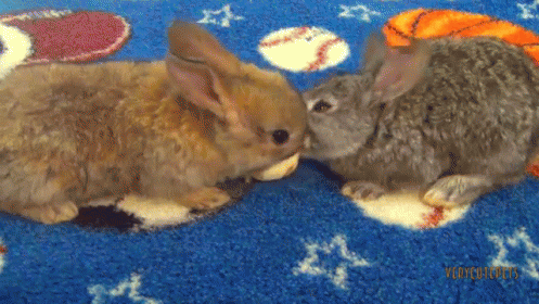 Baby Bunnies Eating Bananas. GIF - Cute Bunnies Bunny GIFs