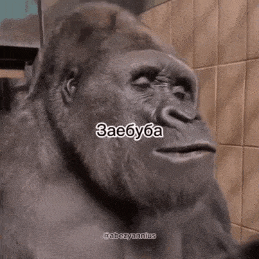 a close up of a gorilla 's face with a caption that says ' zaebyba '