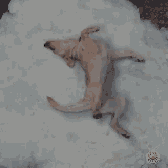 a dog is laying on its back in the snow with a tag that says 777 warm