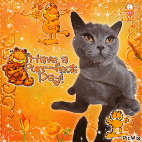 a picture of a cat with the words have a purrfect day written on it