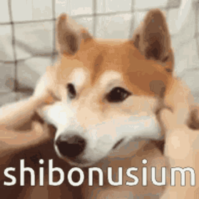 a shiba inu dog is being petted by a person on a couch .