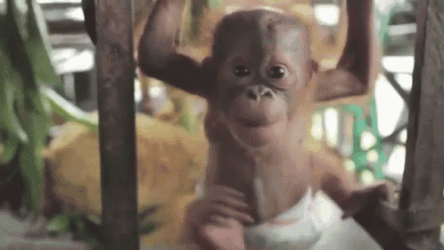 This Little Guy Is Just Too Cute. GIF - Babyape Cute Monkey GIFs