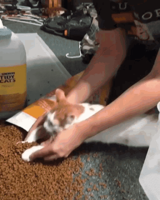 Cleaning Mess Trouble GIF - Cleaning Mess Trouble Cat GIFs