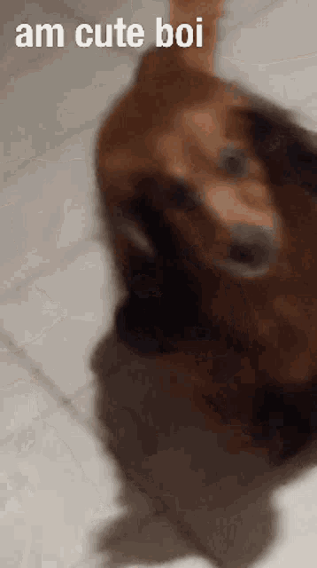 a dog is standing on its hind legs with the words am cute boi above it