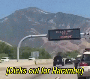 Dicks Out GIF - Dicks Out Harambe Road Sign GIFs