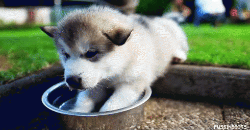 Husky Puppy GIF - Husky Puppy Water GIFs