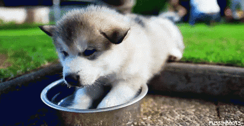 a husky puppy is drinking from a metal bowl