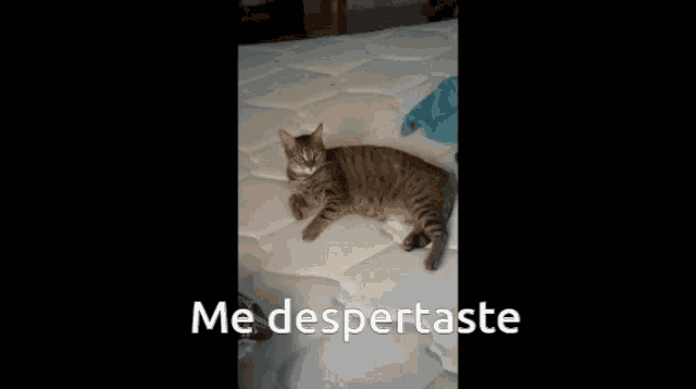a cat laying on a mattress with the words me despertaste written above it