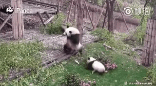 Pandas Funny Animals GIF - Pandas Funny Animals Roll Down GIFs