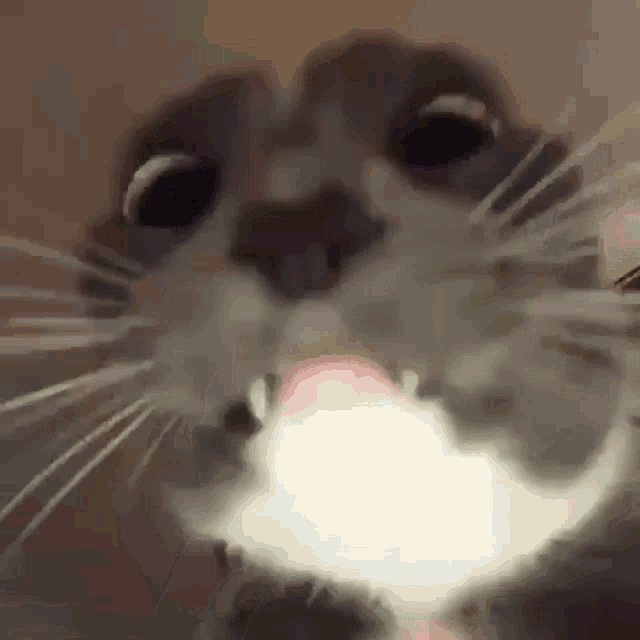 Cat Is Super Cool And Here Cat GIF - Cat Is Super Cool And Here Cat Cute GIFs