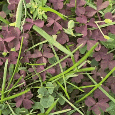 a bunch of purple flowers are surrounded by green grass