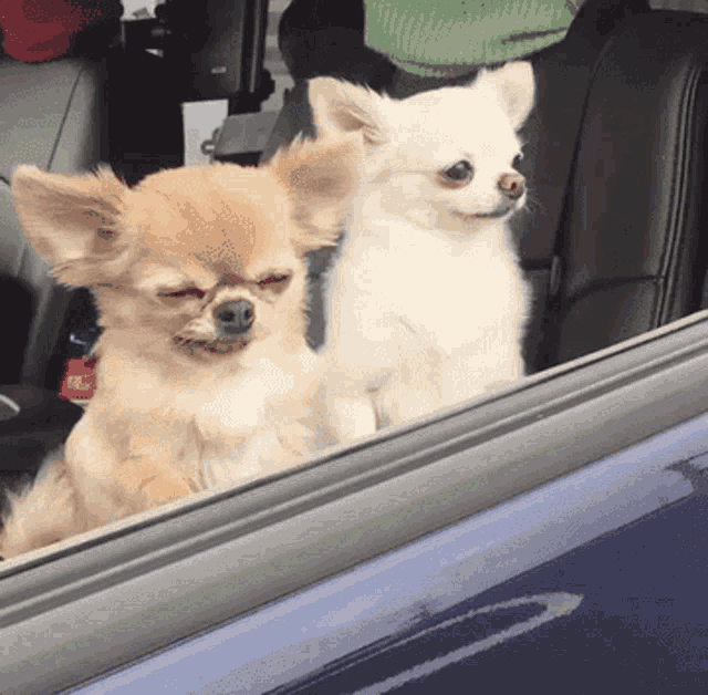two small dogs are sitting in the back seat of a car looking out the window
